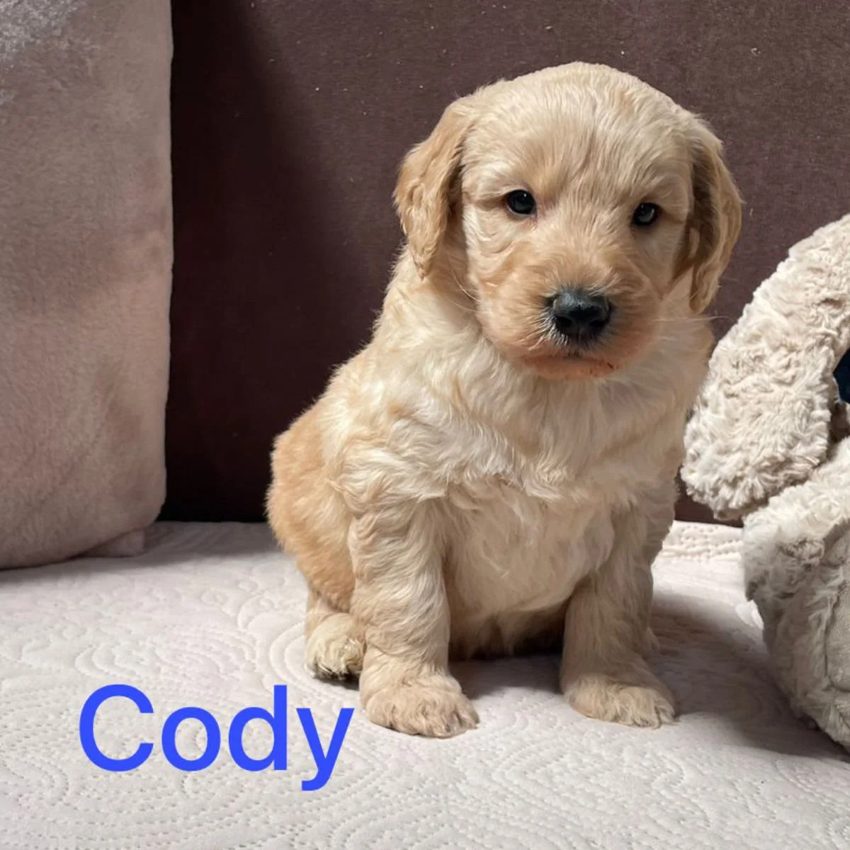 Goldendoodle Puppies For Sale