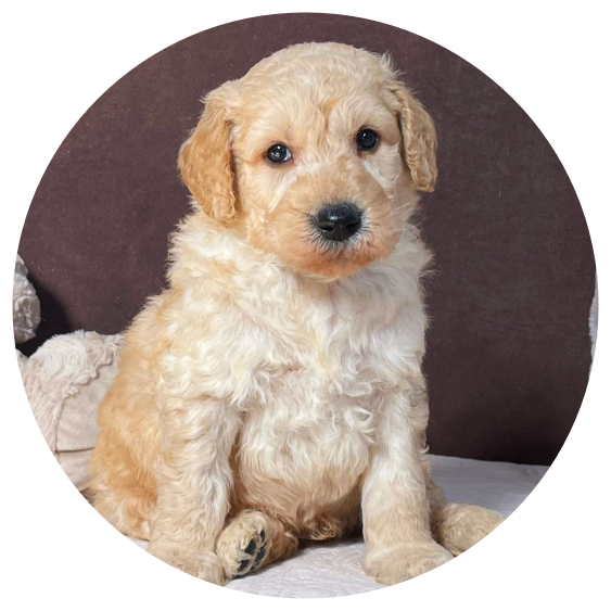 Available Golden Doodles