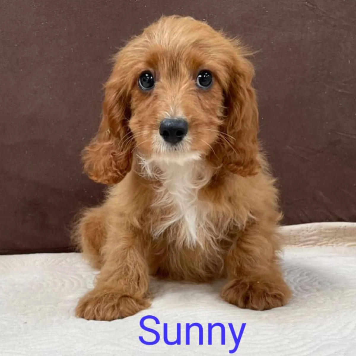 Cavapoo Puppies For Sale