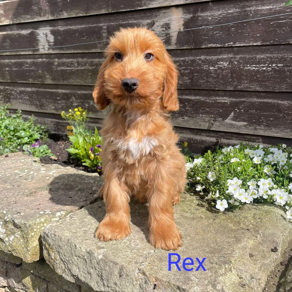 Cockapoo puppies for sale