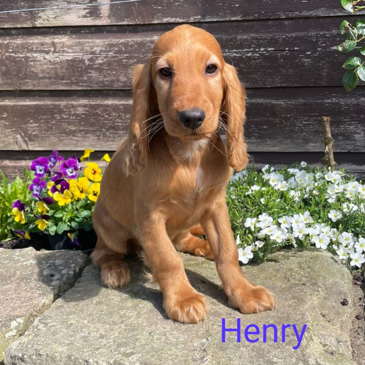 Cockapoo puppies for sale