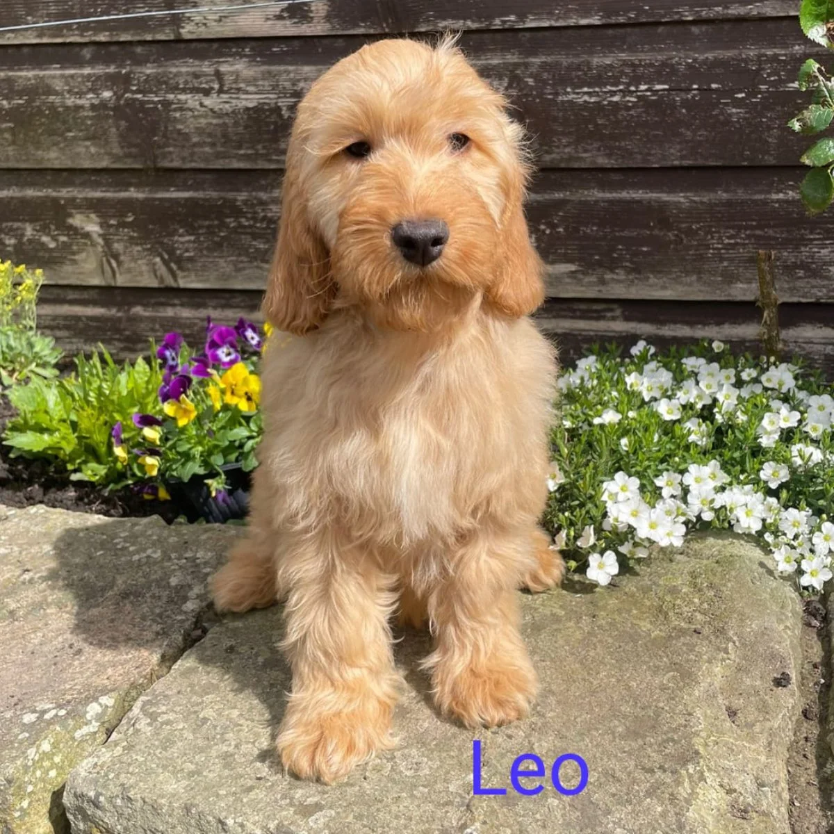 Cockapoo puppies for sale