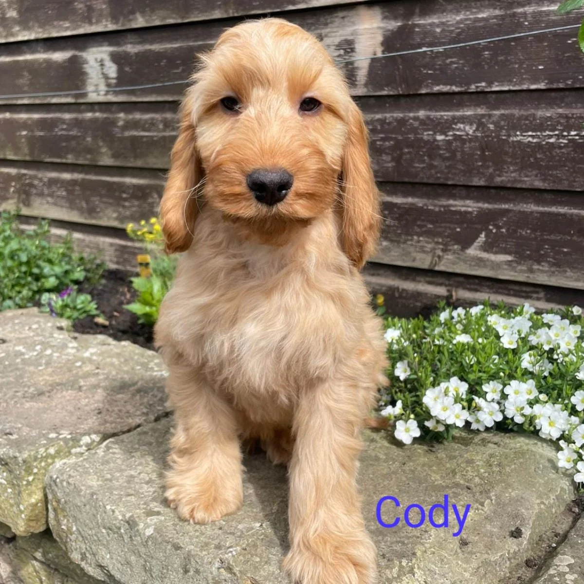 Cockapoo puppies for sale