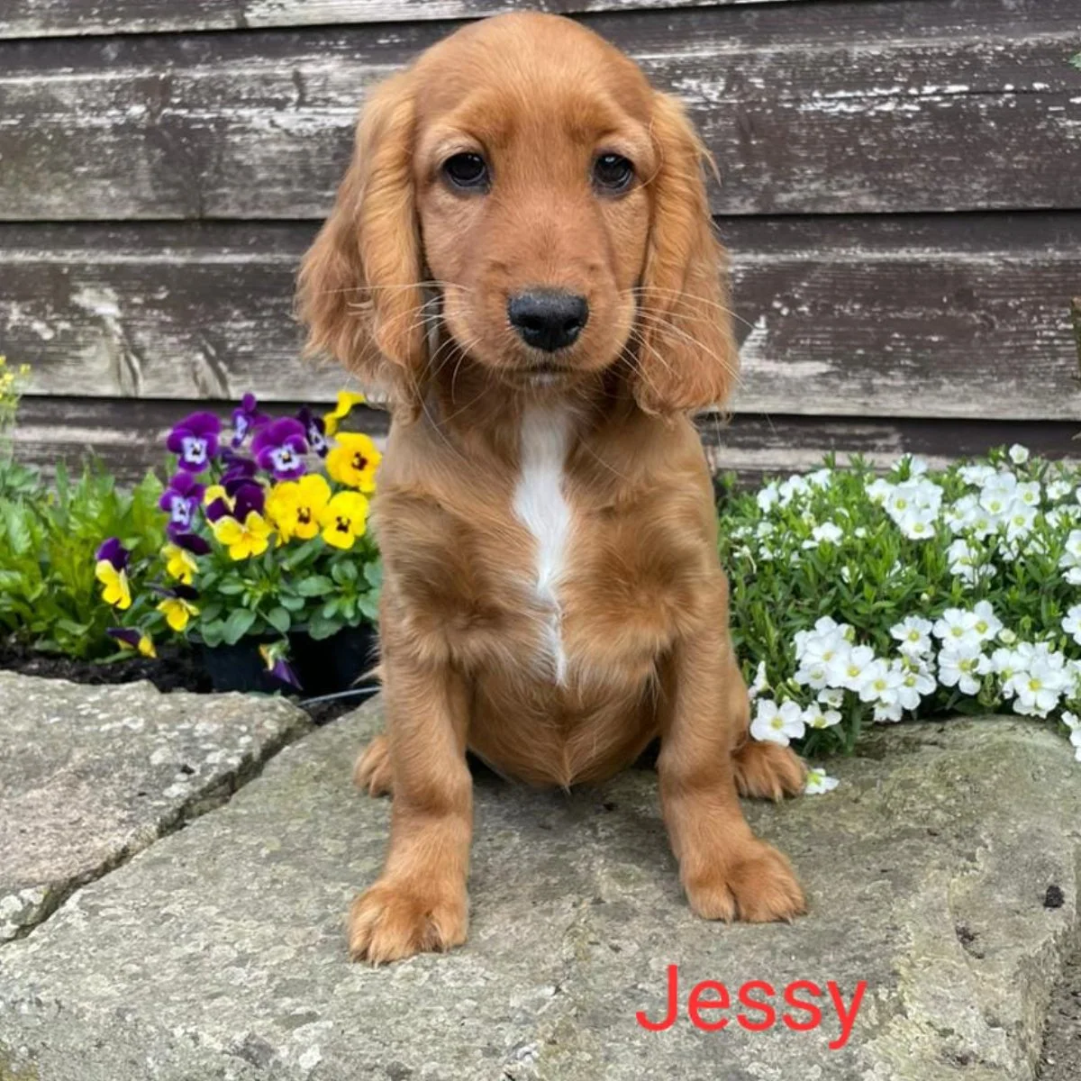 Cockapoo puppies for sale