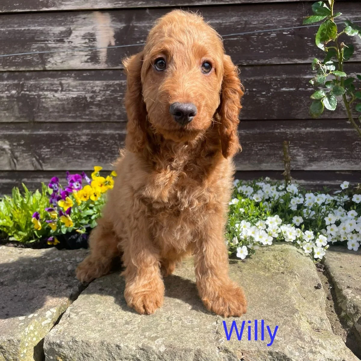 Cockapoo puppies for sale