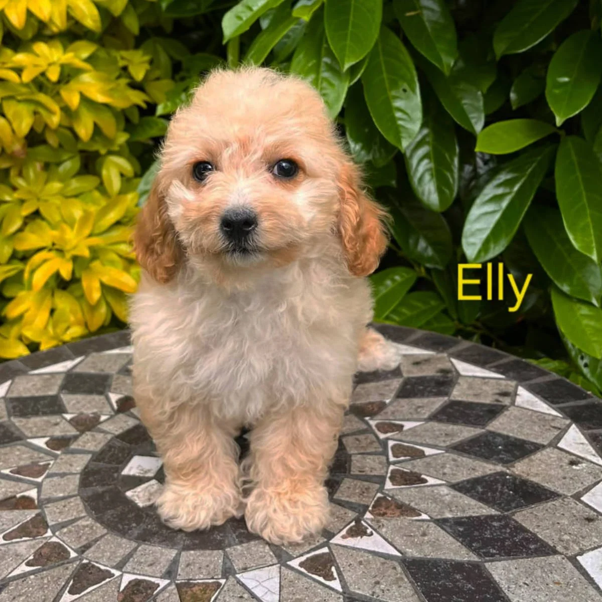 Cavapoo Puppies For Sale