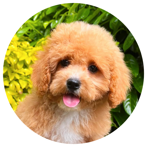 Available Cavapoos