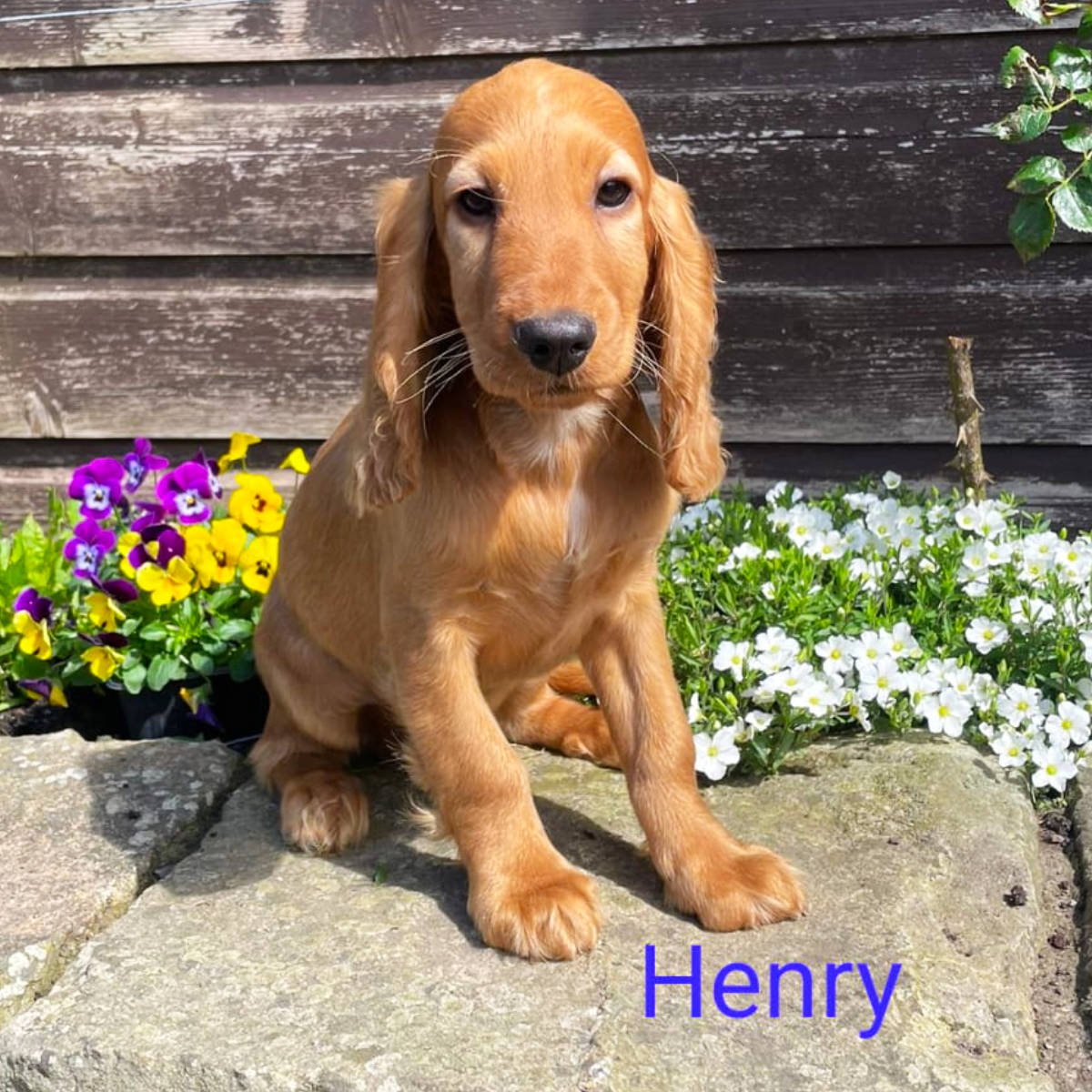 Cockapoo Puppies For Sale