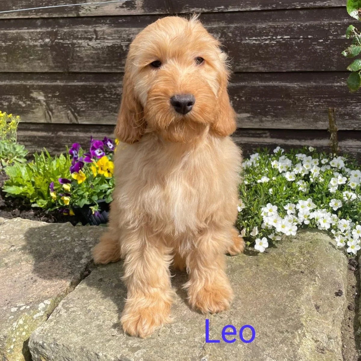 Cockapoo Puppies For Sale