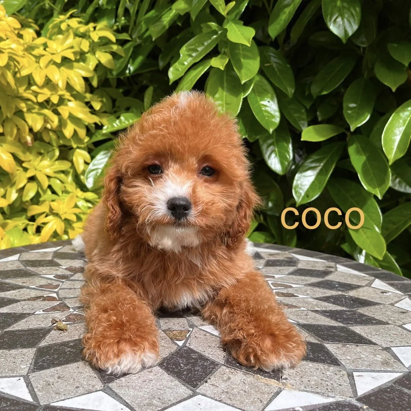 Cavapoo Puppies For Sale