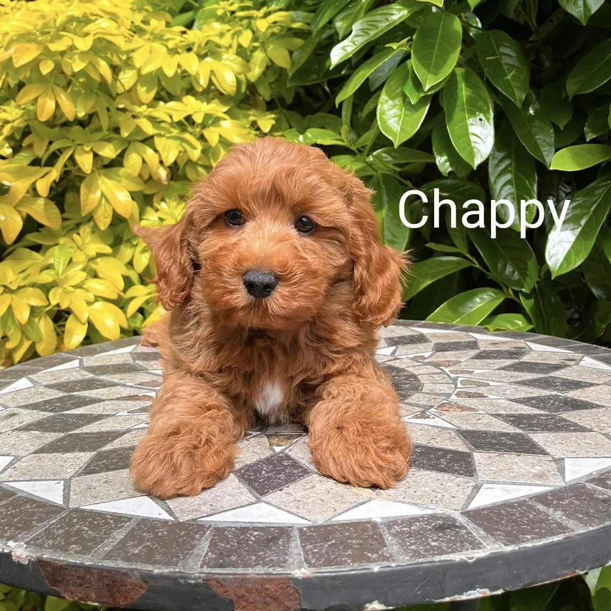 Cavapoo Puppies For Sale