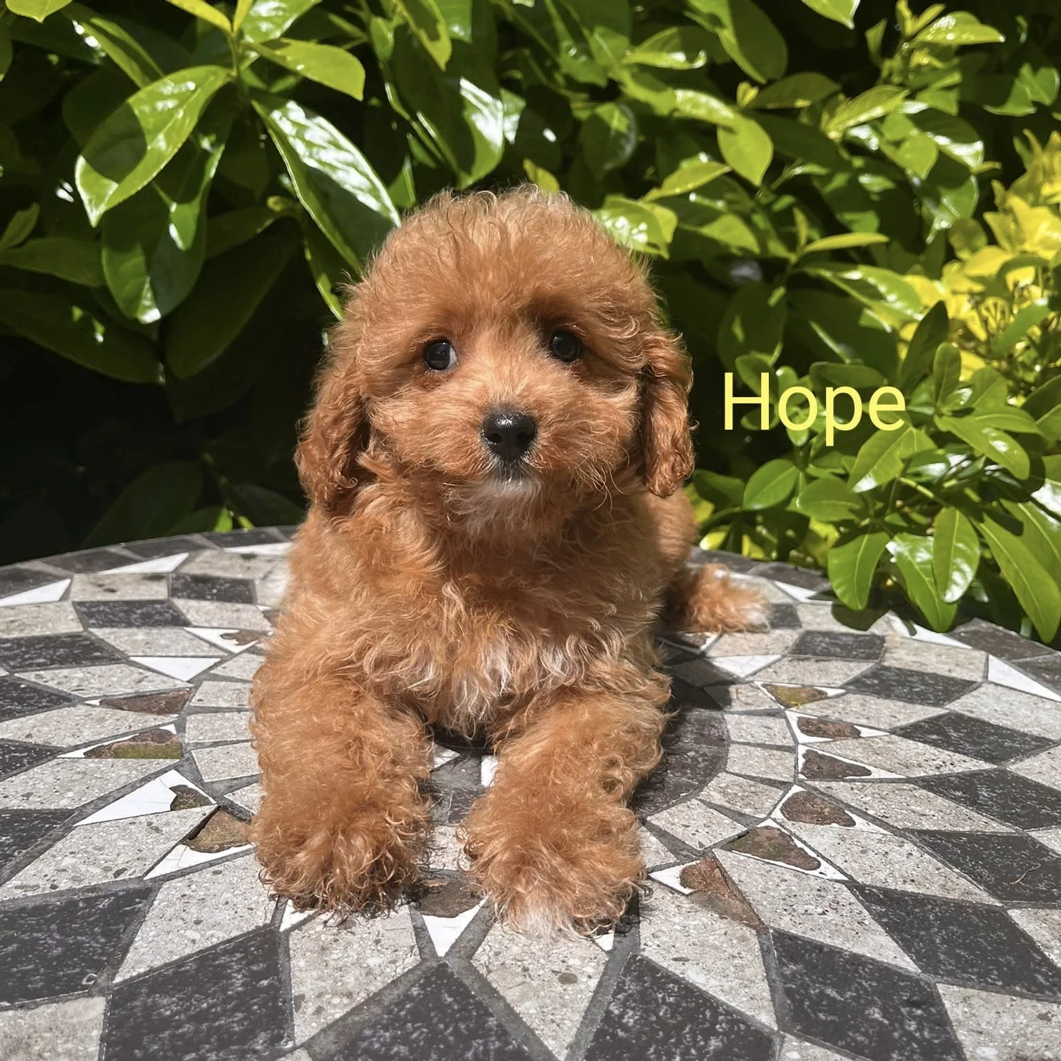 Cavapoo Puppies For Sale