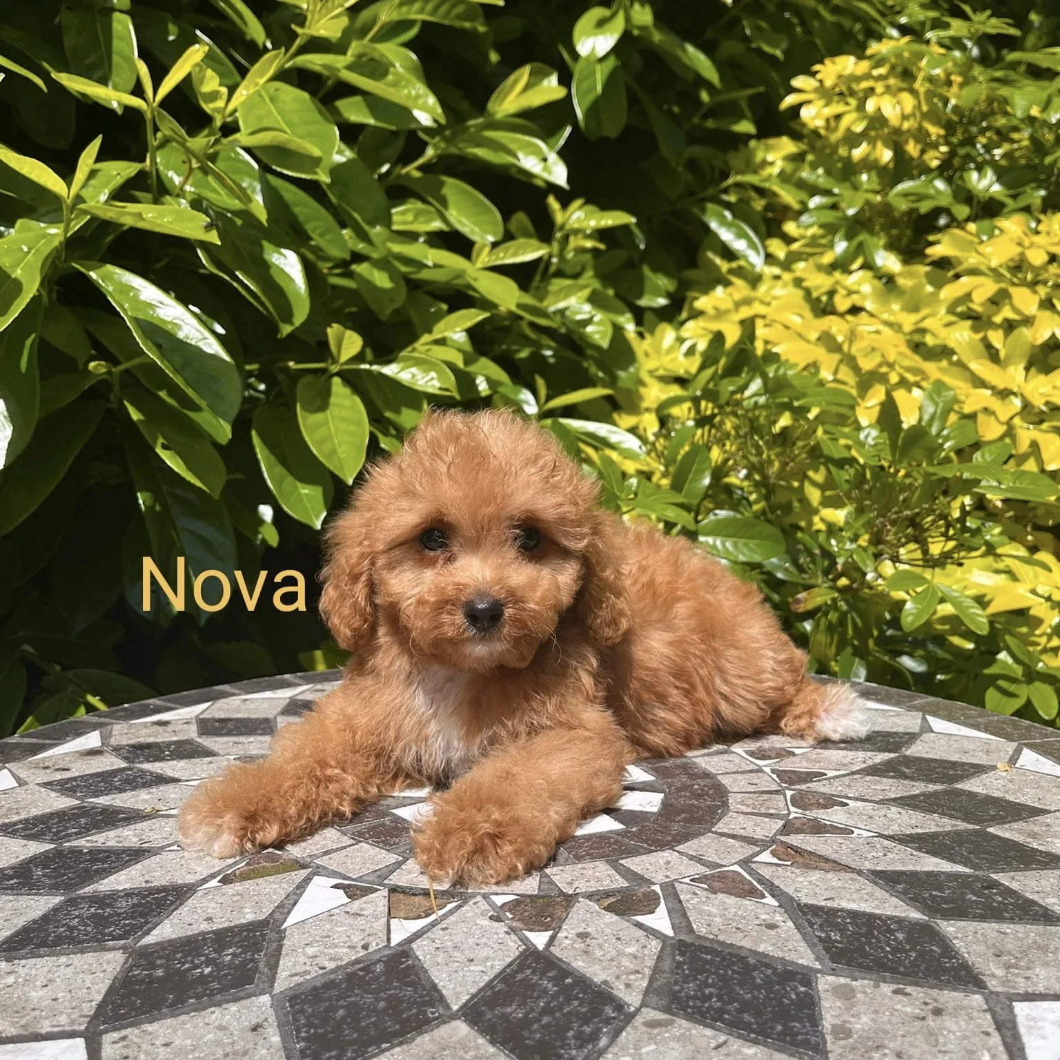 Cavapoo Puppies For Sale