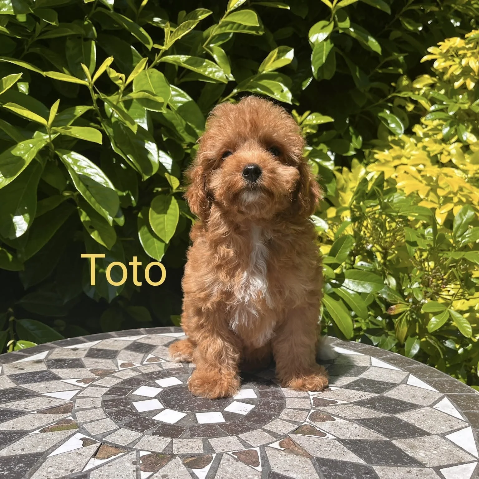 Cavapoo Puppies For Sale