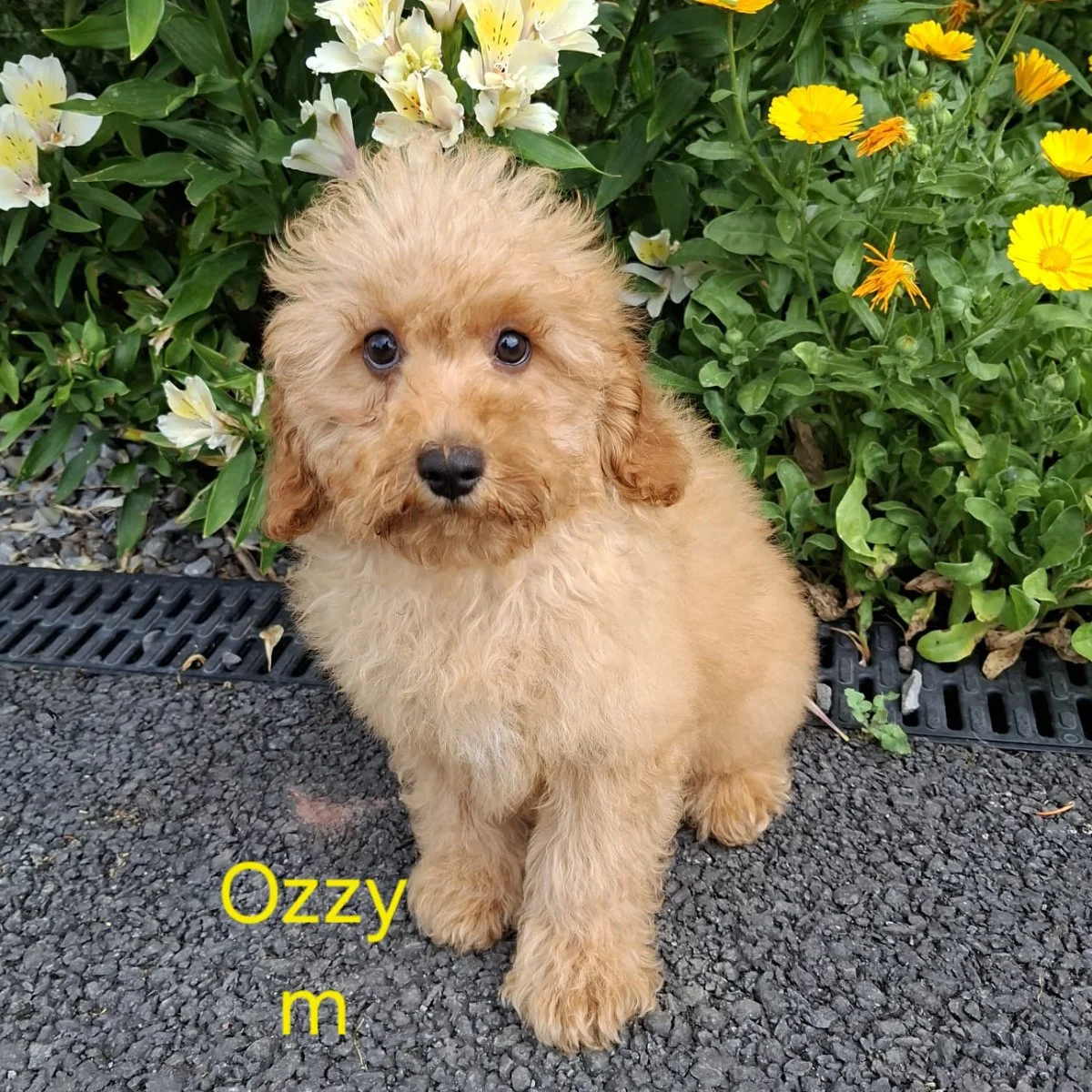 Cavapoo Puppies For Sale