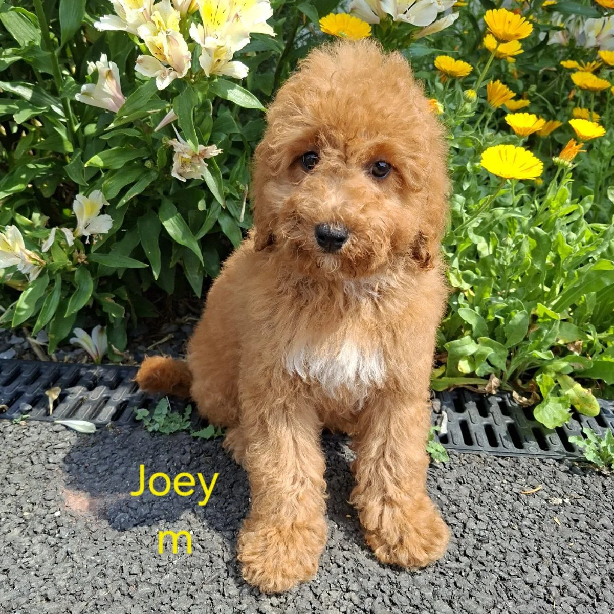 Cavapoo Puppies For Sale