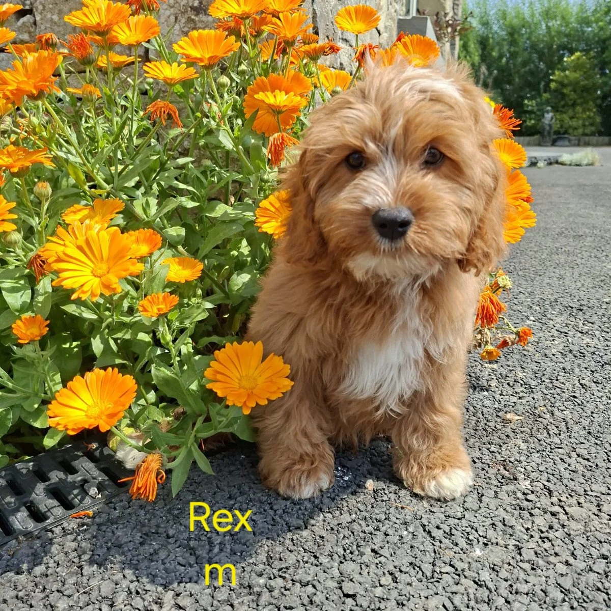 Cavapoo Puppies For Sale