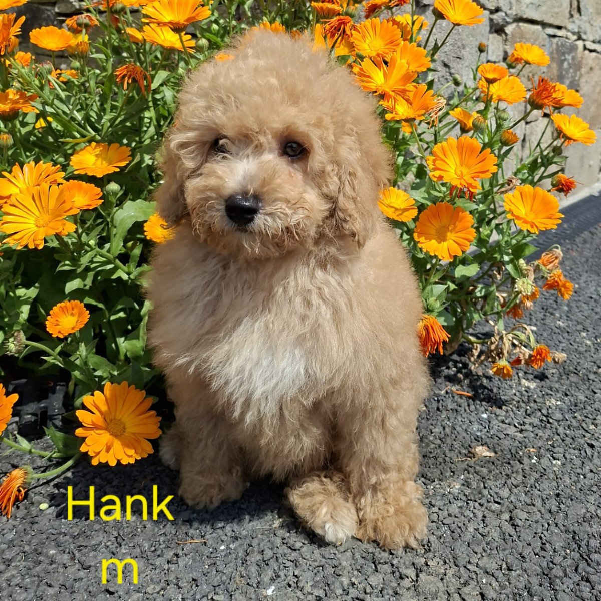 Cavapoo Puppies For Sale