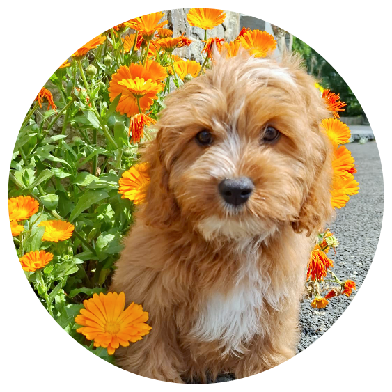 Available Cavapoos