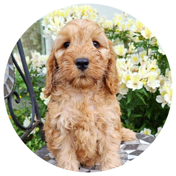 Available Cockapoos