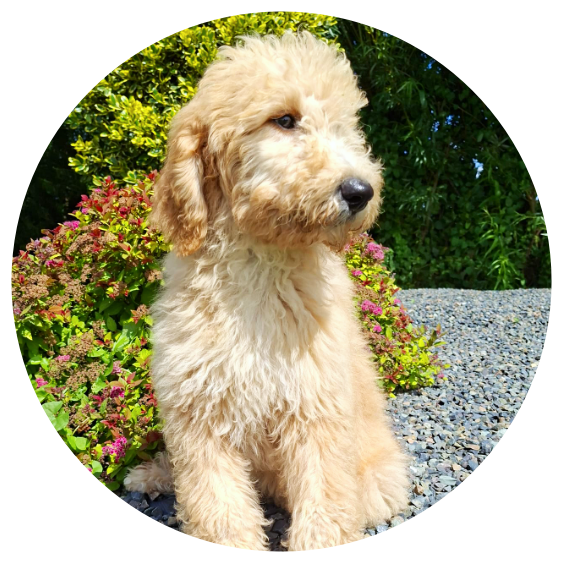 Available Golden Doodles