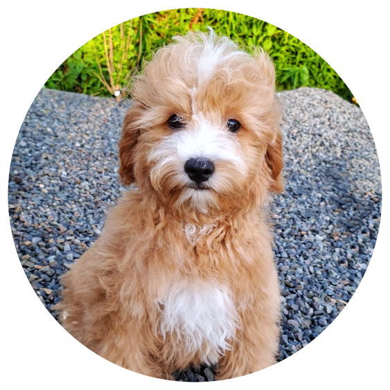 Available Cavapoos