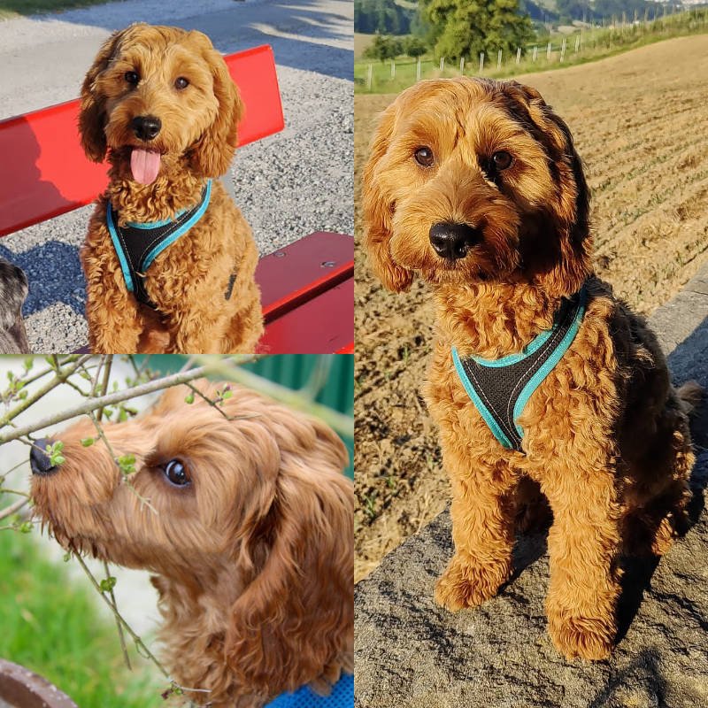 Cockapoo Puppy Review from Zürich, Switzerland | Rossbane Kennels