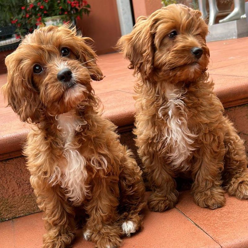 Cavapoo Puppy Review from Milan, Italy | Rossbane Kennels