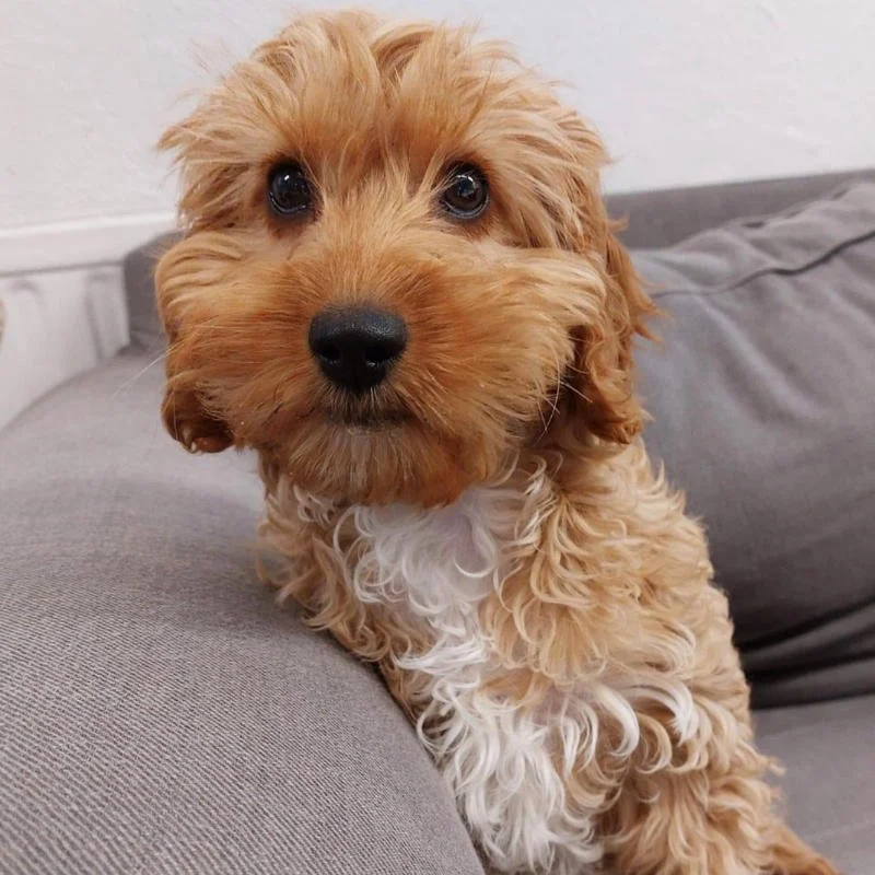 Cockapoo Puppy Review from Helsinki, Finland | Rossbane Kennels