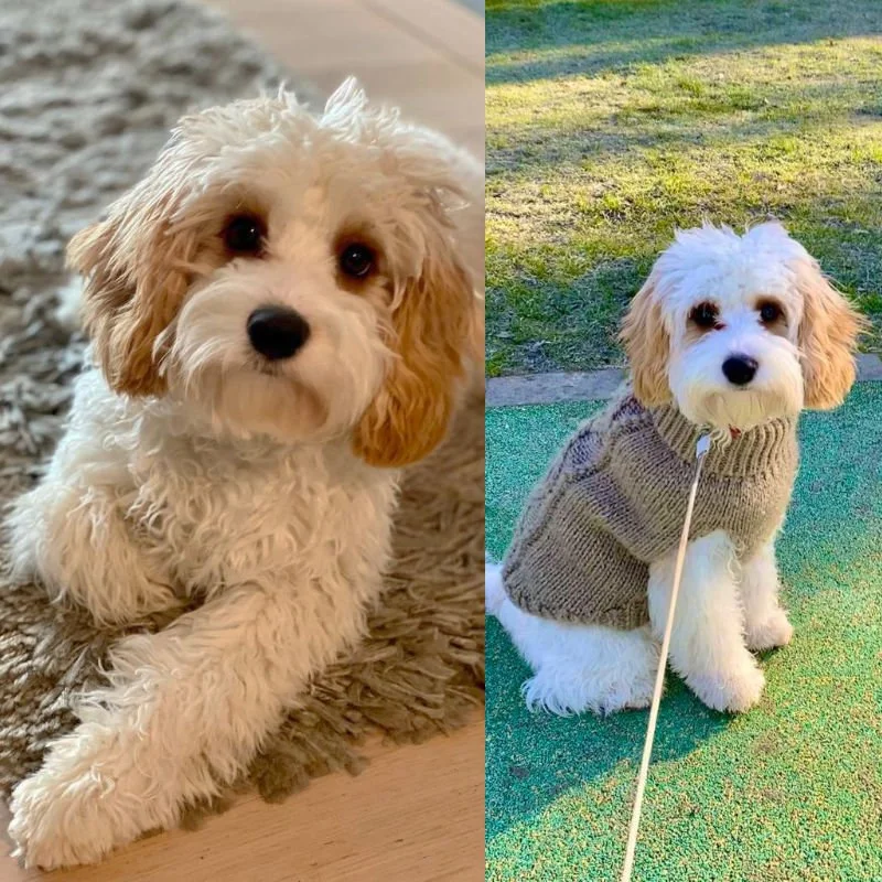 Cavapoo Puppy Review from Geneva, Switzerland | Rossbane Kennels