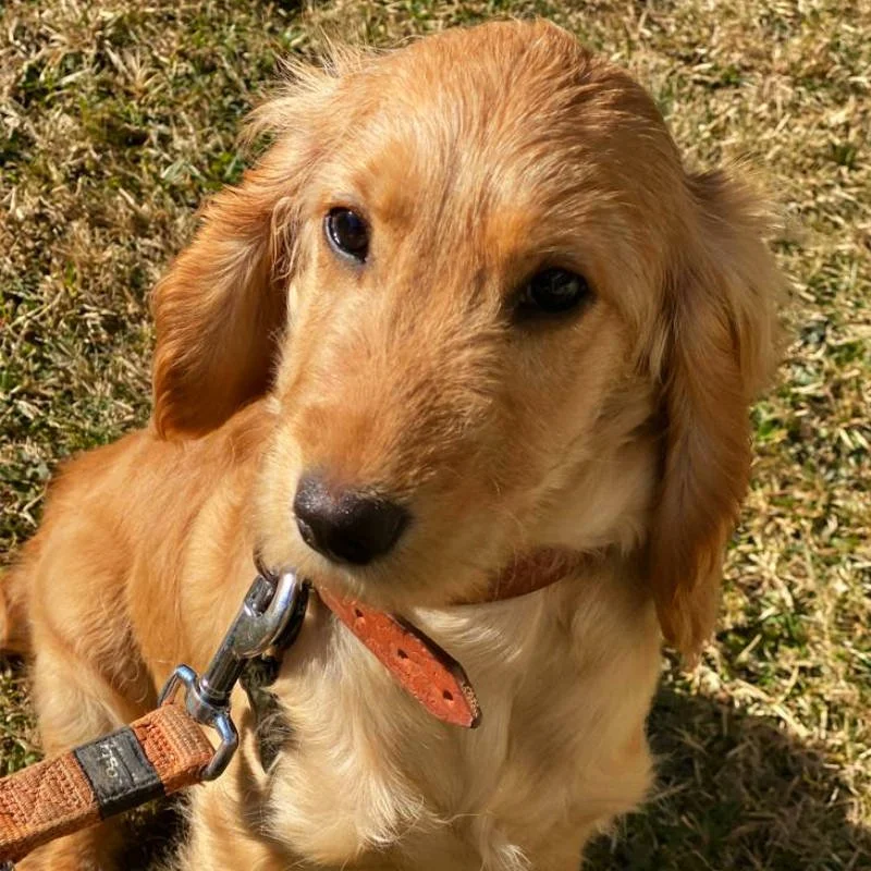 Cockapoo Puppy Review from Crans-Montana, Switzerland | Rossbane Kennels