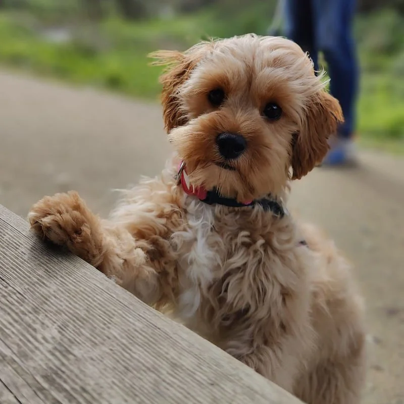 Cavapoo Puppy Review from Portugal | Rossbane Kennels