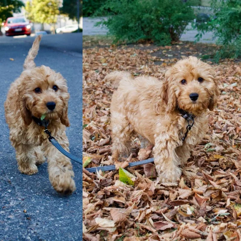 Cockapoo Puppy Review from Helsinki, Finland | Rossbane Kennels