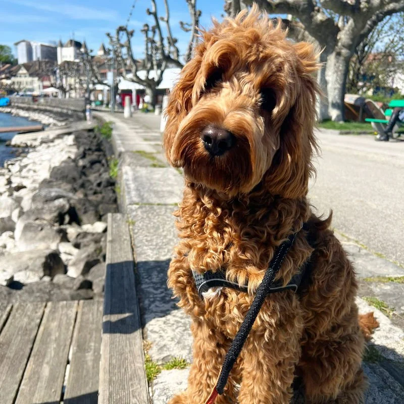 Cockapoo Puppy Review from Nyon, Switzerland | Rossbane Kennels