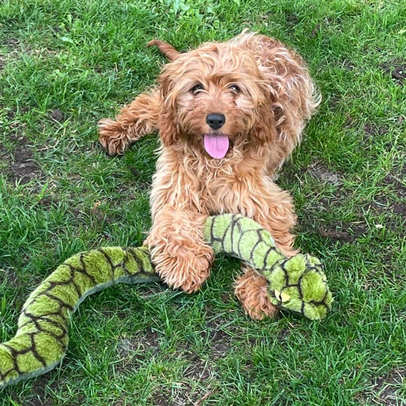 Cockapoo Puppy Review from Belgium | Rossbane Kennels