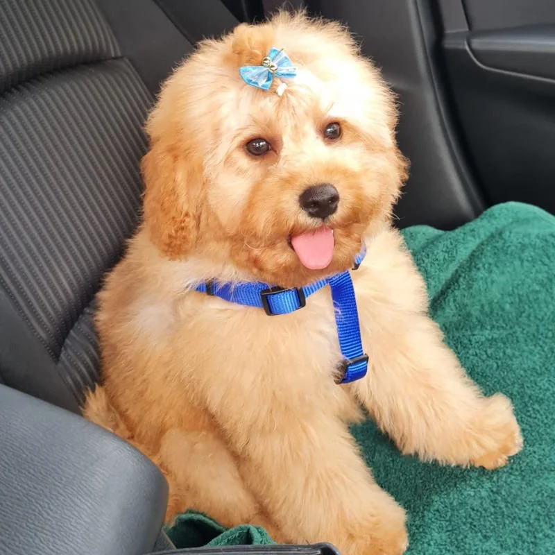 Cockapoo Puppy Review from Clare, Ireland | Rossbane Kennels