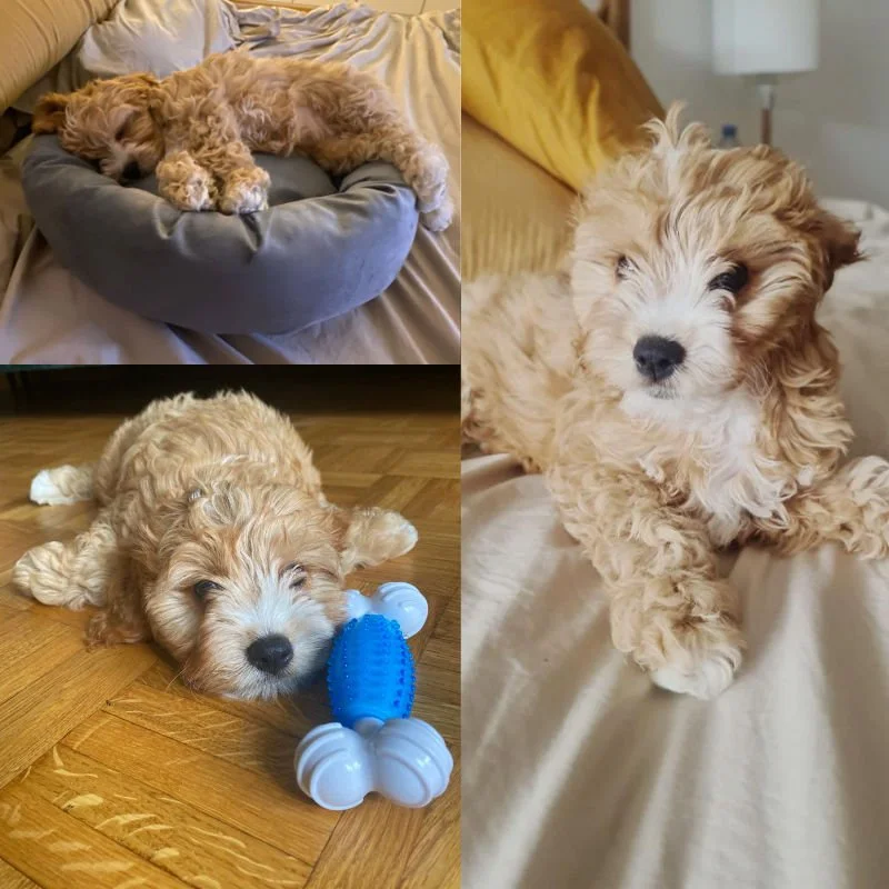 Cockapoo Puppy Review from Geneva, Switzerland | Rossbane Kennels