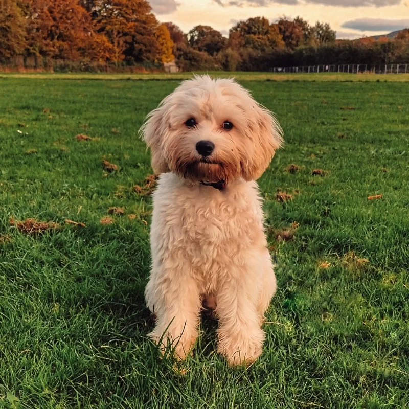 Cavachon Puppy Review from Ireland | Rossbane Kennels