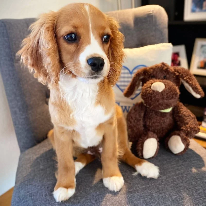 Cavachon Puppy Review from Switzerland | Rossbane Kennels