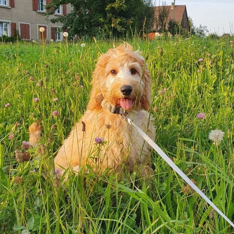 Cockapoo Puppy Review from Switzerland | Rossbane Kennels