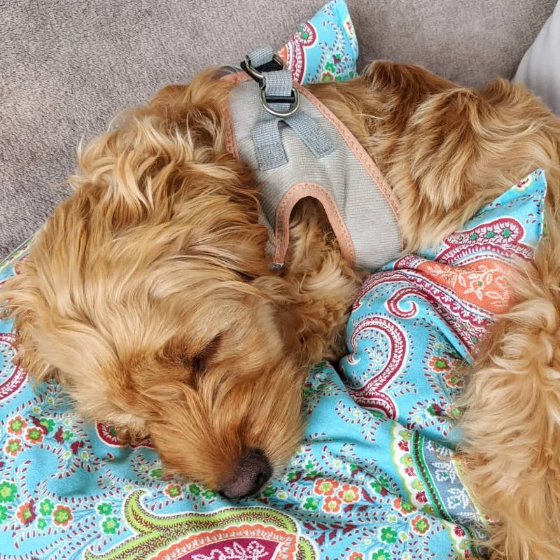 Cockapoo Puppy Review from Switzerland | Rossbane Kennels