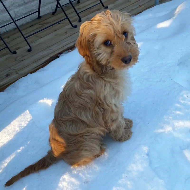 Cockapoo Puppy Review from Finland | Rossbane Kennels