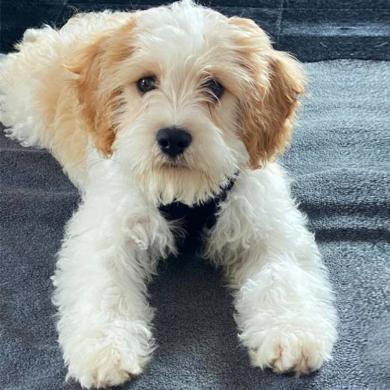 Cavachon Review from Switzerland | Rossbane Kennels