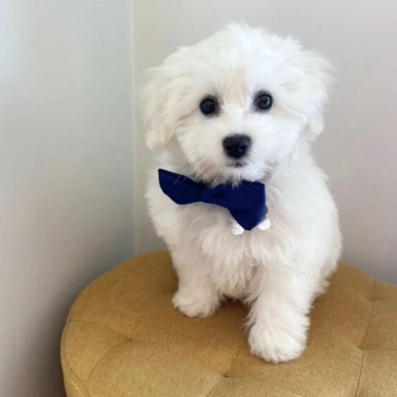 Bichon Cross Puppy Review from Monaghan, Ireland | Rossbane Kennels