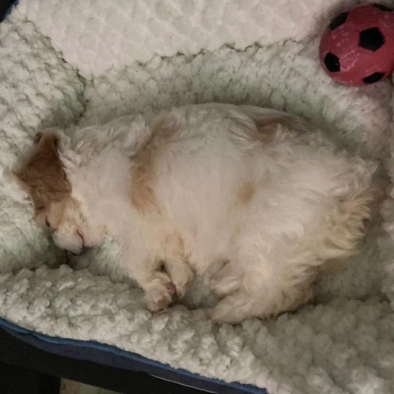 Cavachon Puppy Review from Cork, Ireland | Rossbane Kennels