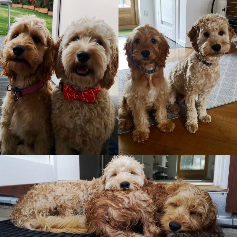 Cockapoo Puppy Review from Sweden | Rossbane Kennels