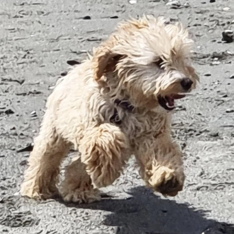 Cavapoo Puppy Review from Malaga, Spain | Rossbane Kennels