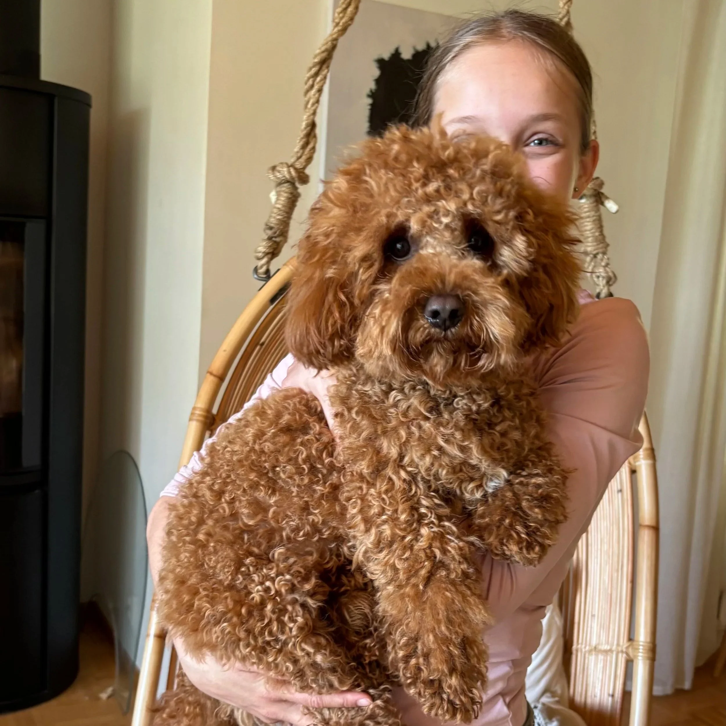 F1B Cavapoo Puppy Review from Turku, Finland | Rossbane Kennels