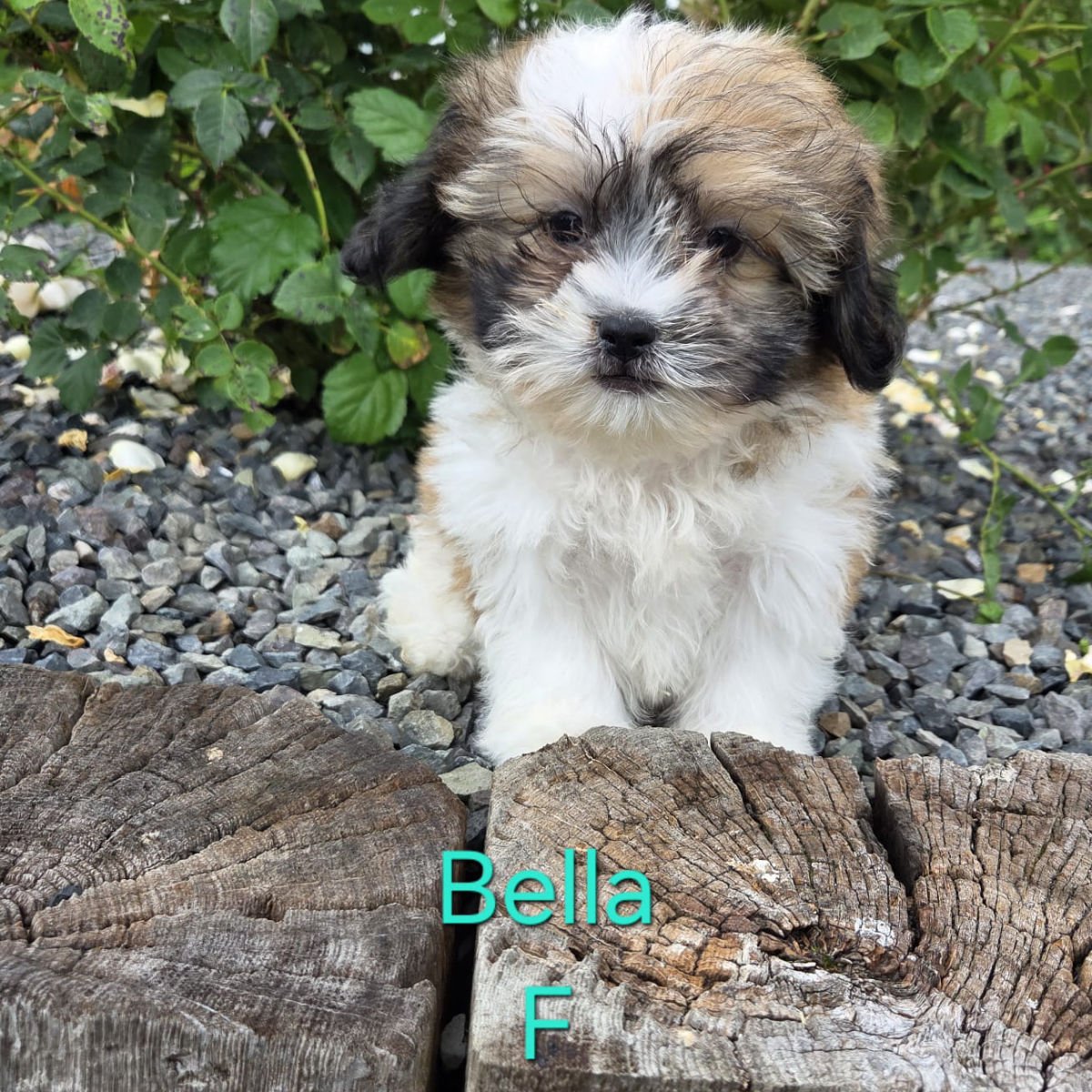 Shichon Puppies Available For Sale