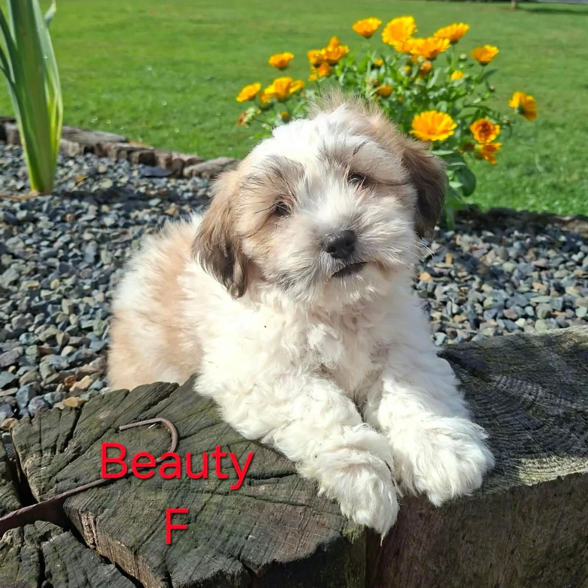 Shichon Puppies Available For Sale